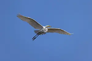 Merritt Island National Wildlif: Great egret in flight, Merritt Island National Wildlife