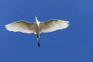 Egrets: Great Egret - in flight, North Hessen, Germany