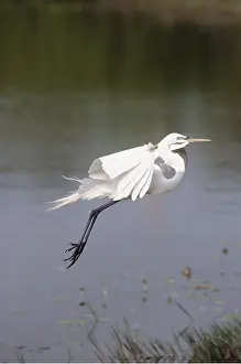 Taking: GREAT EGRET - in flight, taking off