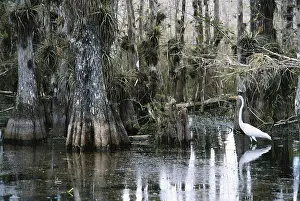 Epiphyte: Great Egret in Florida