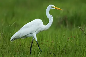 250720: Great Egret / Great White Heron, Los Llanos, Colombia