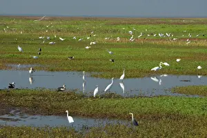 Hugh: Great Egret - hugh mass of different species of