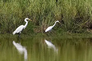 Comparison: Great Egret and Intermediate Egret (Egretta intermedia)