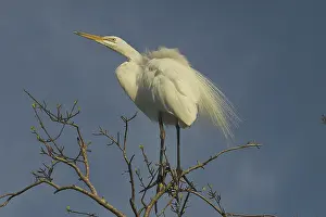 Modesta: Great Egret - With lacy scapular plumes or aigrettes