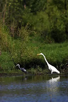 Baker: Great Egret and Little Blue Heron