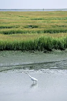 Brigantine: Great Egret on mudflats
