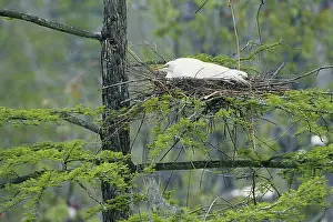 Audubon: Great Egret on Nest