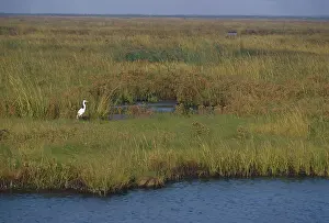 Edwin: Great Egret in New Jersey