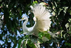 Banks: Great egret perches on a tree branch on the banks