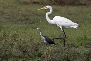 31517: Great Egret Pied Heron Size comparison at Peppimenart