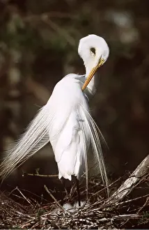 Egret: GREAT EGRET - preening