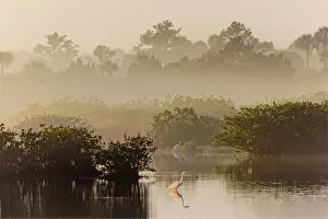 Merritt Island National Wildlif: Great egret reflection on still water while fishing, Merritt