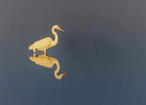 Merritt Island National Wildlif: Great egret reflection on still water while fishing, Merritt
