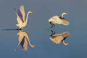 Merritt Island National Wildlif: Great egret reflection on still water while fishing, Merritt