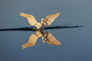 Merritt Island National Wildlif: Great egret reflection on still water while fishing, Merritt