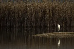 030517: Great Egret resting on marsh Galicia Spain
