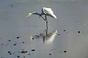 Ciconiformes: Great Egret scratching