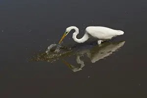 31517: Great Egret With a small fish Peppimenarti Aboriginal