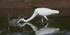 31517: Great Egret Stabbbing at a fish Peppimenarti Aborigin