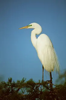 Egrets: GREAT EGRET - standing
