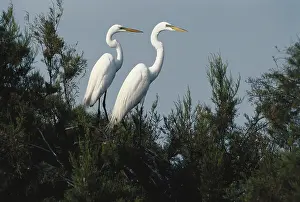 1983: Great Egrets