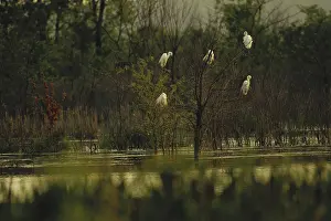 Baker: Great Egrets