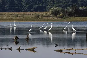 1984: Great Egrets
