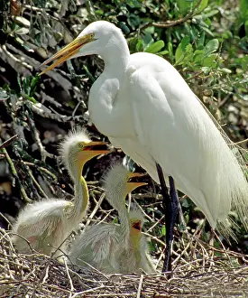 Sheltering: Great Egrets
