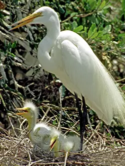 Sheltering: Great Egrets
