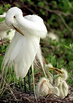 Casmerodius: Great Egrets