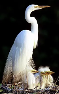 Casmerodius: Great Egrets