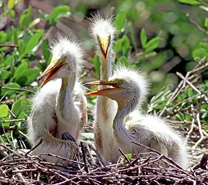 Egrets: Great Egrets