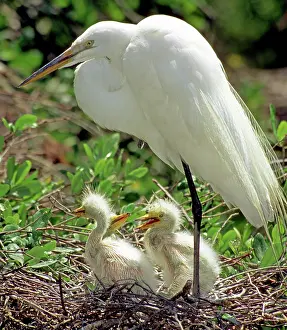 Egrets: Great Egrets
