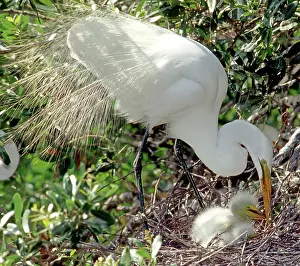 Egrets: Great Egrets