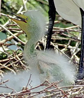 Egrets: Great Egrets