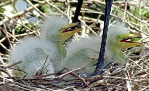 Egrets: Great Egrets