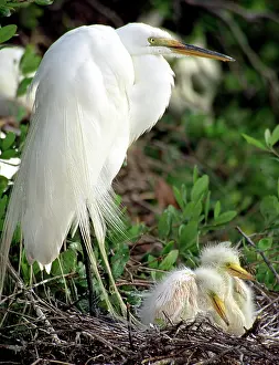 Egrets: Great Egrets