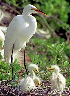 Egrets: Great Egrets