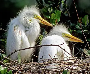 Egrets: Great Egrets