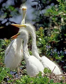 Adolescent: Great Egrets
