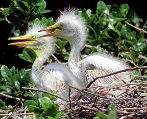 Adolescent: Great Egrets