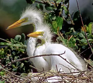 Adolescent: Great Egrets