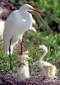 Egrets: Great Egrets