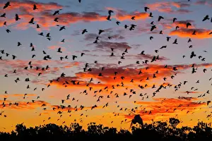 Crows: Great Egrets (Casmerodius albus) and Crows (Corvus