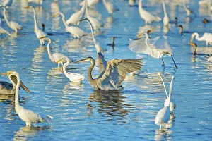 Searching: Great egrets (Casmerodius albus) and great blue herons (Ardea herodias) looking for fish in a pond