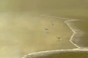 Confluence: Great Egrets (Egretta alba), Sauer Delta, Confluence