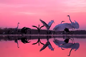 Albus: Great Egrets and Grey Herons on pink sky