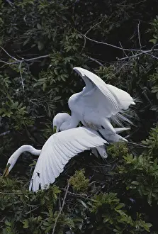 1990: Great Egrets Mating
