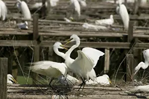 Agressive: Great egrets nesting on Avery Island, Louisiana