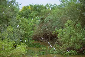 Anhingas: Great Egrets - with Snowy Egrets and Anhingas perched